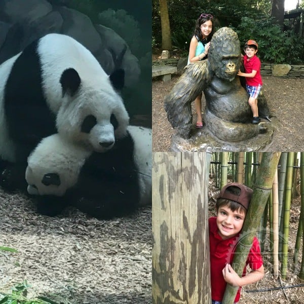 zoo atlanta