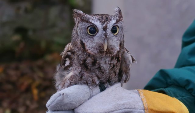 A Screech Owl perched on a gloved hand of a zookeeper