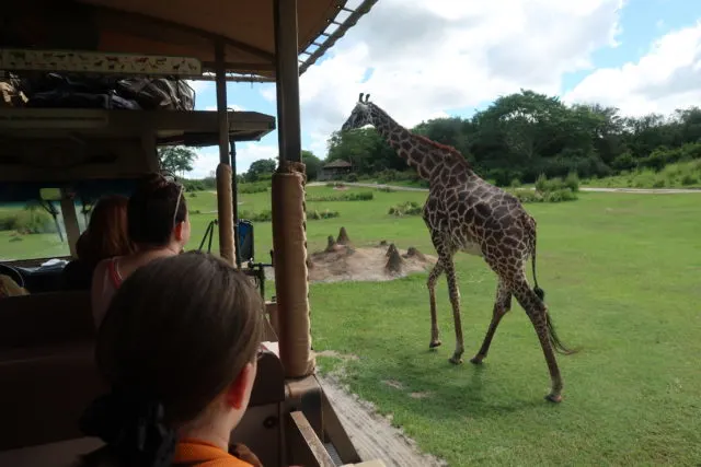 a giraffe walks next to a safari truck